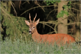 <p>SRNEC OBECNÝ (Capreolus capreolus) Rakousko /European roe deer - Reh/</p>